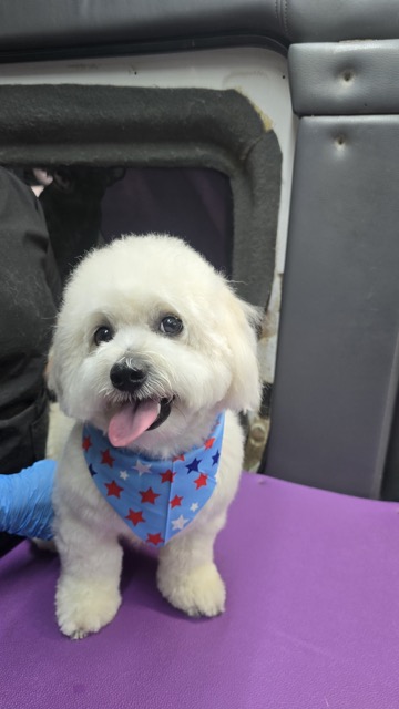 White Bichon after a full groom