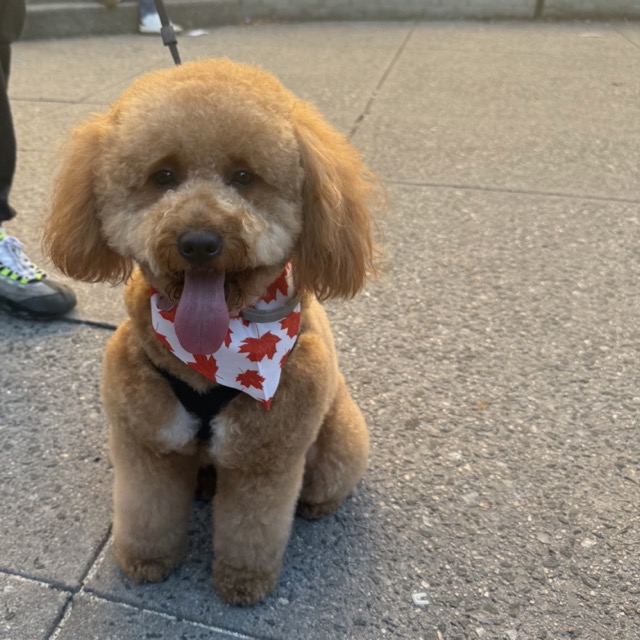 Brown Poodle after a full groom
