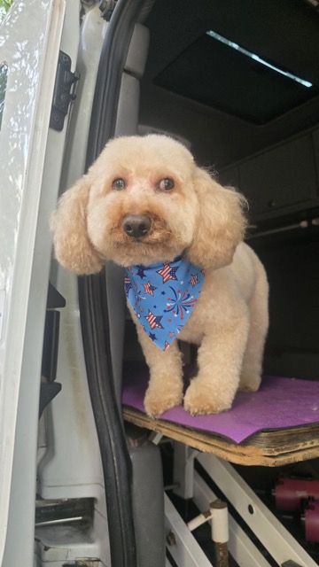 Light brown Poodle after a full groom