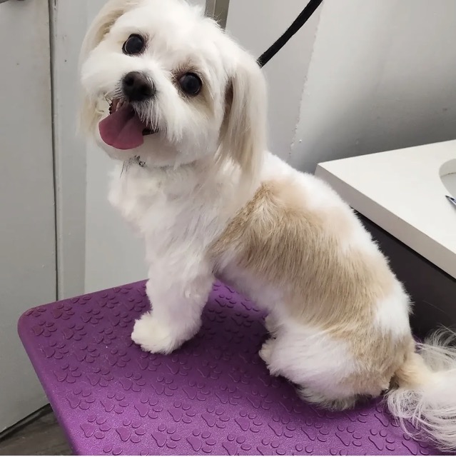 White Havanese after a full groom