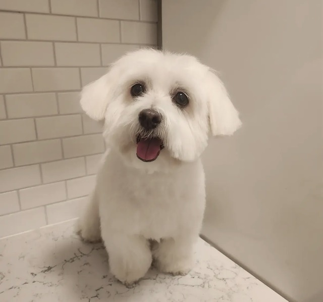 White Coton de Tulear after a full groom