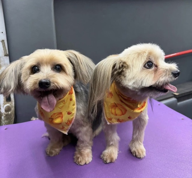 Two Yorkies after a full groom