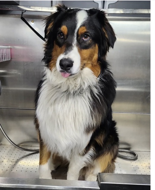 Australian Shepherd after a full groom