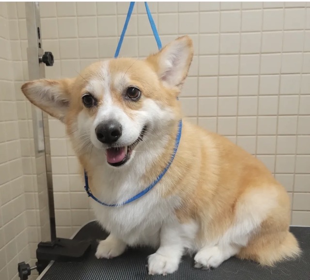 Light brown Corgi after a bath